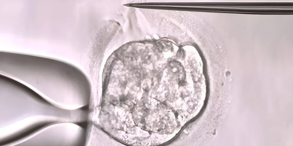 Assisted Embryo Hatching