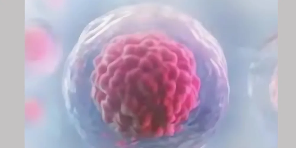 Blastocyst Transfer