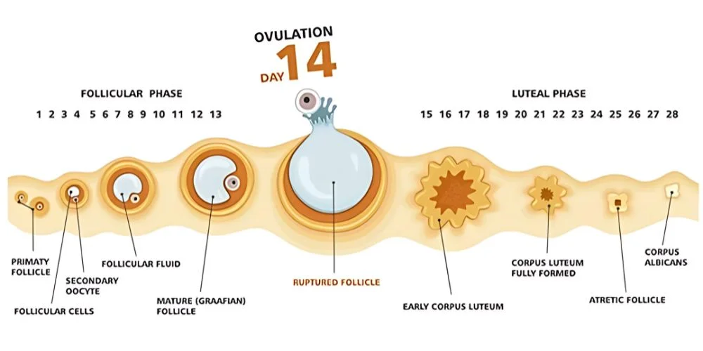 Ovulation Disorder